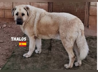 Thalos,geb.01/19,gemütlicher Mastin Espanol sucht seine Familie