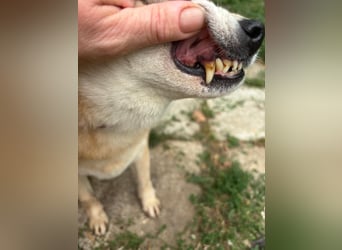 Vöröske PP – Shiba-Dame sucht liebevolles Zuhause