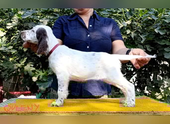 English setter Welpen (3 Rüden, 2 Hündinnen)