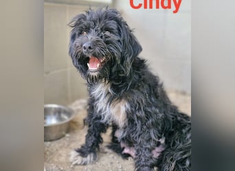 ❤️ kleiner Sonnenschein CINDY - 1,5 Jahre, 35cm - Havaneser-Pudel-Schnauzer-Mix