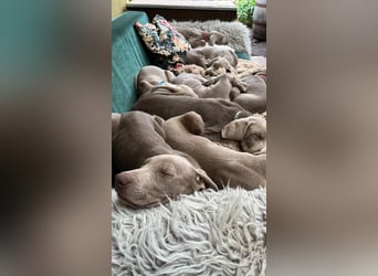 Weimaraner-Mix Welpen aus liebevoller Verpaarung – 12 kleine Wunder suchen ihr Zuhause