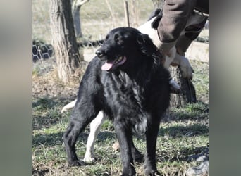 Medo ein Traumhund
