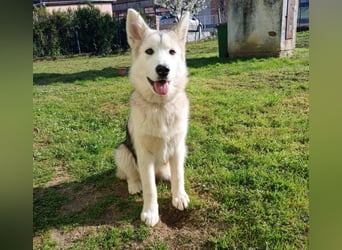 Sina, aufgeschlossene Malamute Mischlingshündin sucht neuen Wirkungskreis