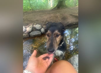 Finn,geb01/25,sozialer Hundebub sucht seine Familie,befindet sich bereits auf PS in 40723 Hilden