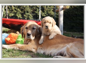 Golden Retriever Welpen vom Thüringer Wald