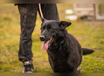 Sonja: Hundemama sucht Zuhause