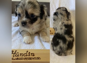 Chihuahua Welpen ab 22.08 abzugeben