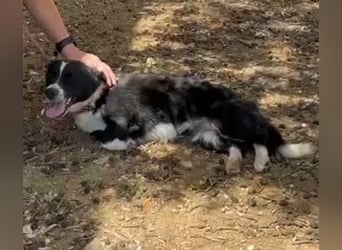 aktiver kleiner Jax sucht ein Zuhause oder eine Pflegestelle