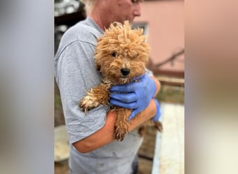Ali, verspielter Maltipoo Welpe geb. 2025