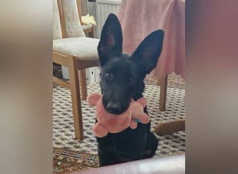 Leila wünscht sich ein Für-Immer-Zuhause