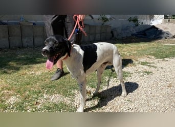 Dick - Zarte Seele sucht ein Zuhause