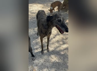 Barquiria, eine freundliche Seniorin