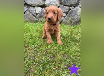 Labradoodle F1 Welpen in Red Apricot