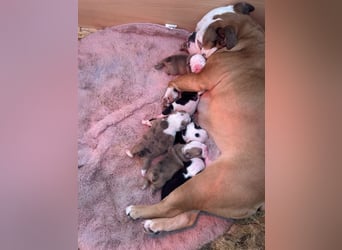 Englische Bulldoggen Welpen– 7 süße Mädels suchen bald ein Zuhause!