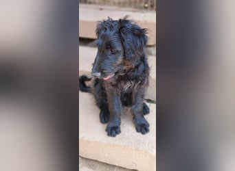 2 putzmuntere Aussiedoodles
