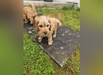 Cockapoo Welpen