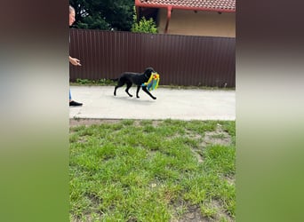 Lupin VI– Ein kluger Herzenshund sucht sein Für-immer-Zuhause