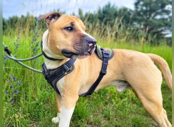 Kalle - freundlicher Mini Bullterrier-Mix