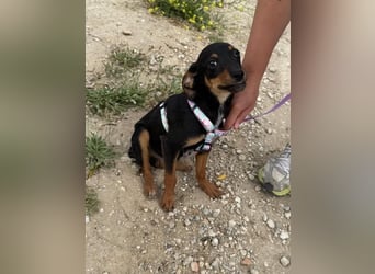 Kritzel, ein kleines Pinschermädchen, sucht ihre Menschen