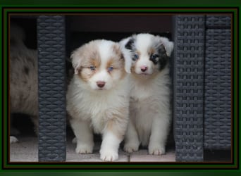 Australian Shepherd - Traumwelpen -KEINE Arbeitslinie-aus langjähriger Familienaufzucht.