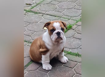 Englische Bulldogge  Welpen