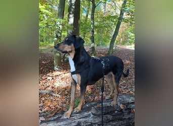 Goldie sucht ihr Zuhause für immer!