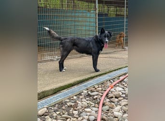 Freundlicher LEWI ist ein absoluter Gute-Laune-Hund