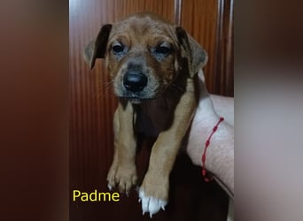 3 süße Hundekinder