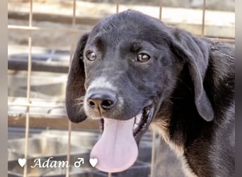 Timmy, Adam und Ajax suchen ein Zuhause