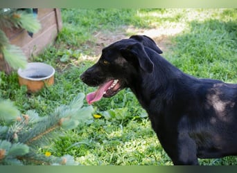 Rabea: sucht ein Zuhause