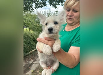 Snoopy, geboren 01.05.2025, 23cm sucht sein Körbchen