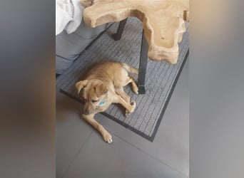 GOLDY sucht ihr Traumzuhause