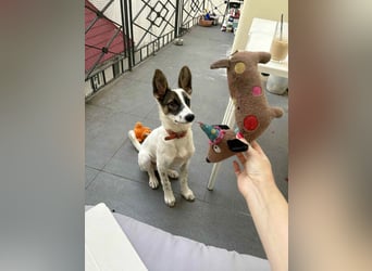 Süßer Leo sucht sein Zuhause