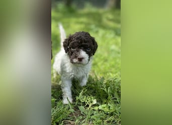 Lagotto Romagnolo, Welpen von ausgezeichneter Qualität