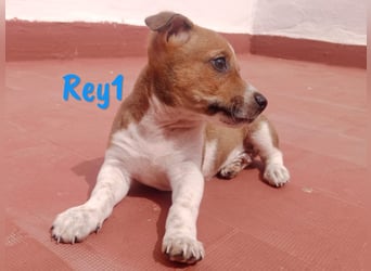 Rey1 geb. 03/2025 (ESP) - neugieriger, kleiner Bodeguero-Mix Welpe!