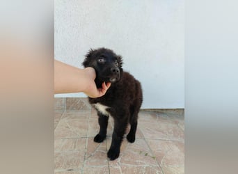 Welpe Joshi sucht ein Zuhause oder Pflegestelle, Hrvatski Ovcar, kroatischer Schäferhund