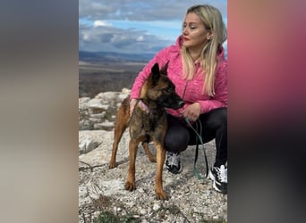 Schäferhund(mix) Freunde aufgepasst – hier kommt unsere Reika