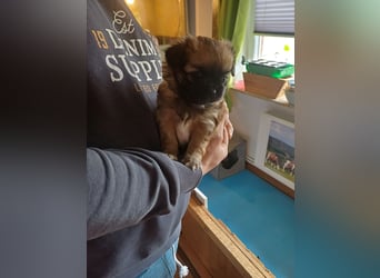 Pekinese chihuahua Mix welpen