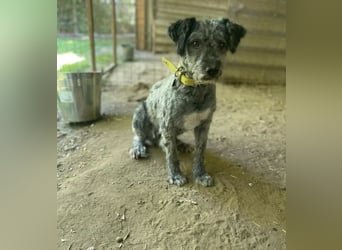 BUBBLE - Freundlicher Puli-Mix, rundum verträgllich