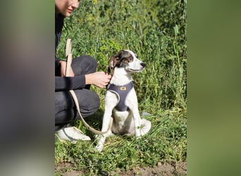 Donna: zartes, verschmustes Hundemädchen