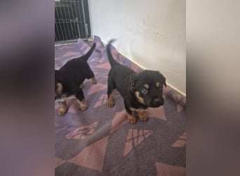 Rottweiler Schäferhund Mischling