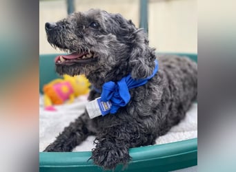 OTTO - Kleiner, freundlicher, Puli-Mix,allergikerfreundlich