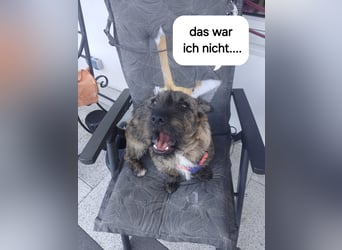 Mona – kleine Herzenshündin sucht ihr Für-immer-Zuhause