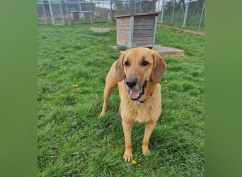 großer Herzenshund Bailey sucht noch seine Menschen