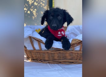 Bari LM - Zuhause gesucht – Neun kleine Hundekinder auf großer Mission