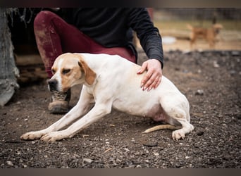 Zenya – sanfte Pointer-Hündin