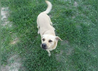 Asya - fröhliche, verspielte, dreibeinige Labrador Retriever-Mix Hündin / zur Zeit noch in Rumänien