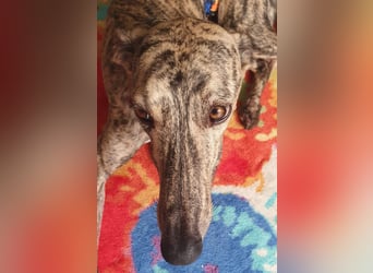 Toni, sucht ein liebevolles Zuhause