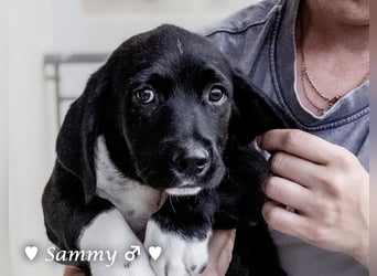Kokonimix Tammy und Sammy suchen ein Zuhause