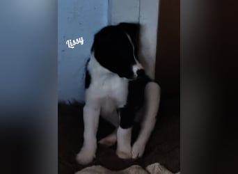 Suchen ab 18.05 2025 ein liebevolles Zuhause